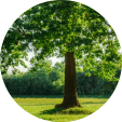 Sombra de un árbol